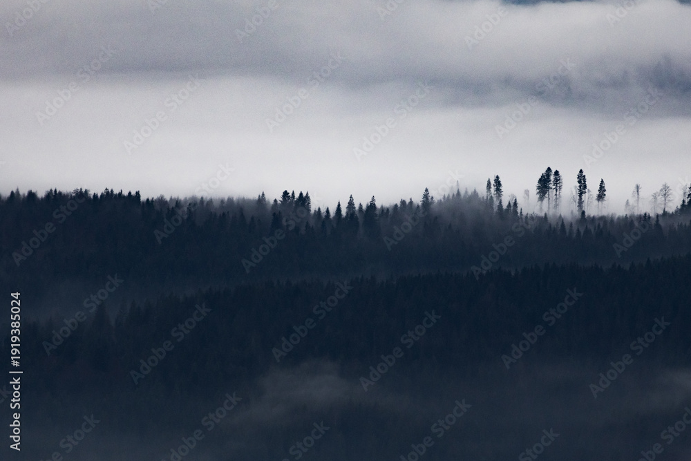 Ταπετσαρία Fog rolls through tiers of evergreen forest and creates waves of shadow and pale light