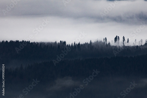 Fotografía Fog rolls through tiers of evergreen forest and creates waves of shadow and pale light