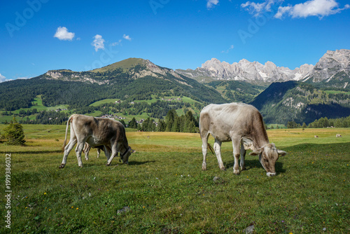 Alpine cows feeding on green pastures, Val Gardena, South Tyrol, scenic Puez-Geisler Mountains