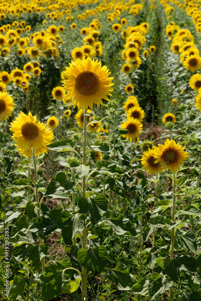 Obraz premium Italien - Toskana - Provinz Livorno - Sonnenblumen