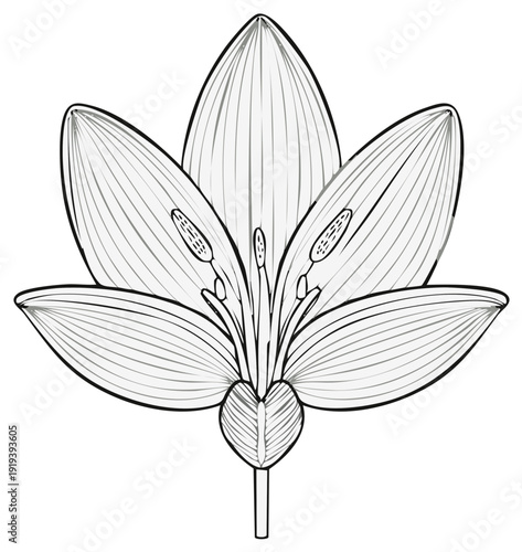 Detailed Botanical Illustration of a Flower Section Showing Petals Stamens and Pistil
