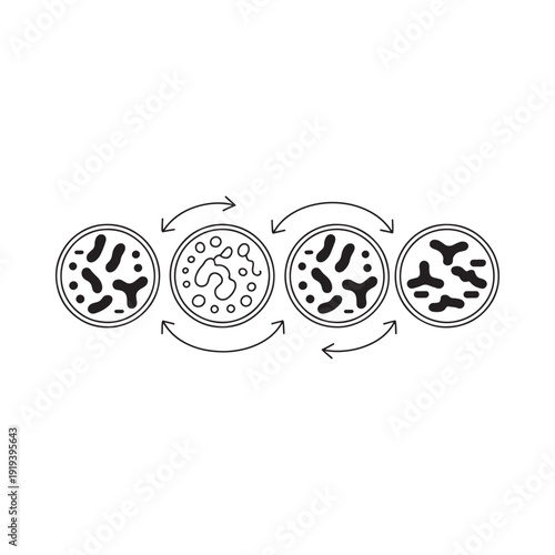Diagram illustrating bacterial cell division and morphological changes over time