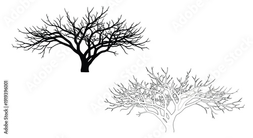 Bare tree silhouettes with intricate branch structures in black and white