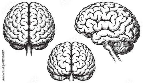 Human Brain Anatomy Vector Set, black white brain diagrams, frontal lateral top perspectives, neuroscience medical educational scientific drawing vector isolated