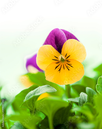 Zweifarbiges Stiefmütterchen in gelb und violett freigestellt und als nahaufn...