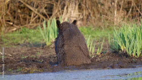 A wild boar sits facing away, resting in  thick mud on the shore of a woodland pool. 