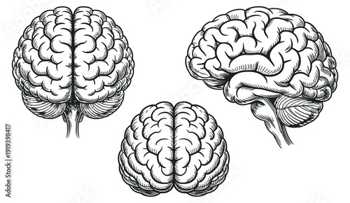 Human Brain Anatomy Vector Set, monochrome brain structure collection, frontal lateral top views, neuroscience medical education scientific illustration isolated