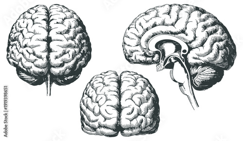 Human Brain Anatomy Vector Set, black and white illustrations, frontal lateral top views, neuroscience medical educational scientific drawing isolated