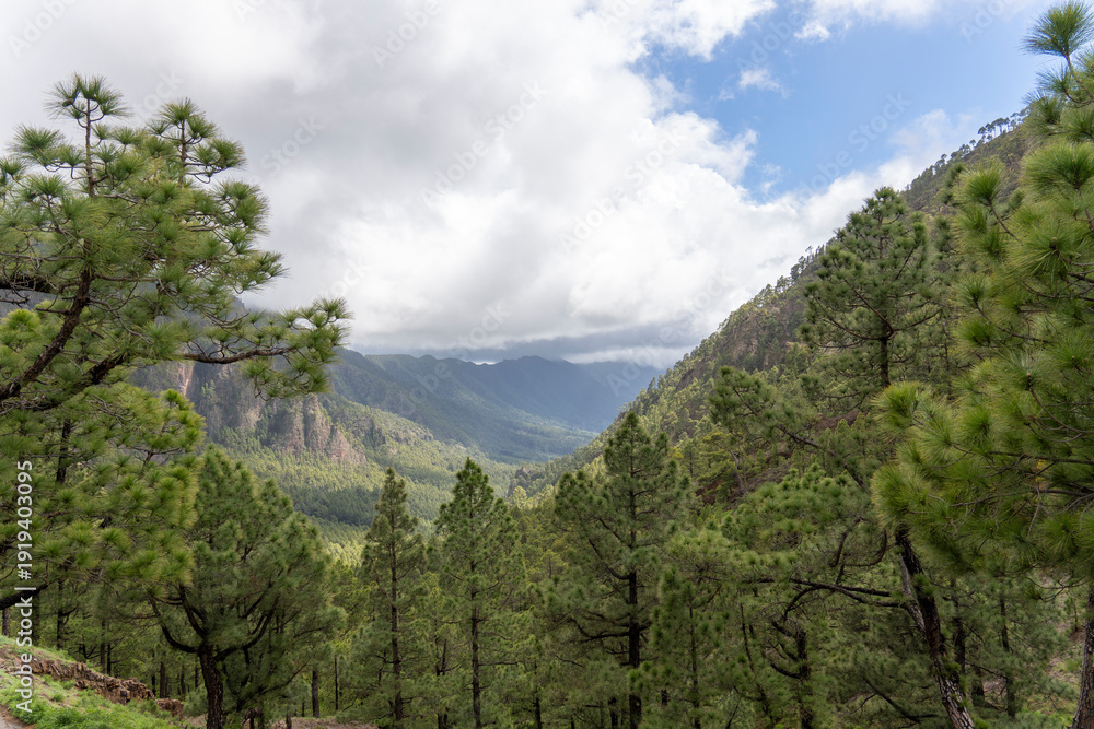Obraz premium La Palma island Canary archipelago Spain pine woodland La Caldera de Taburiente national park