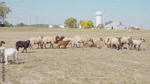 Sheep Flock on Farm in Countryside – Livestock Agriculture by drone
