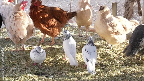Chickens Walking on Farmyard – Poultry Farming Agriculture
