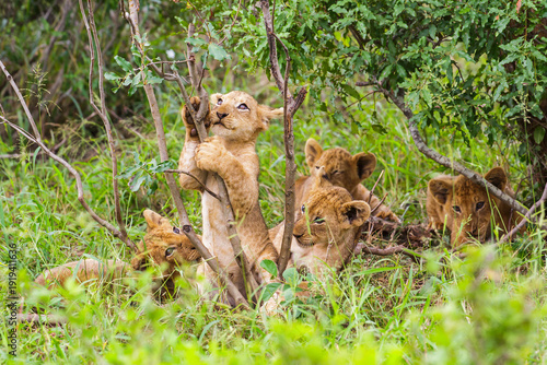 Lion cubs playing in the bushes in Kruger Nationalpark