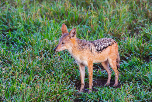Black backed jackal standing in the grassland in Kruger Nationalpark in Southafrica