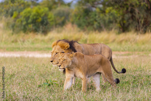 2 lions male and female walking on grass in kruger nationalpark