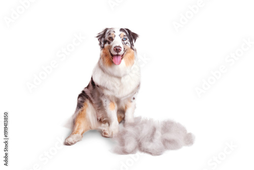 Tablou pe pânză Beautiful blue marble Australian Shepherd sits with a lump of its combed wool