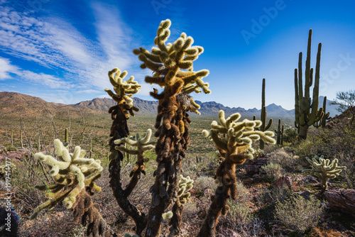A large cholla cactus in a mountainous desert landscape with blue skies and saguaro cactus behind.