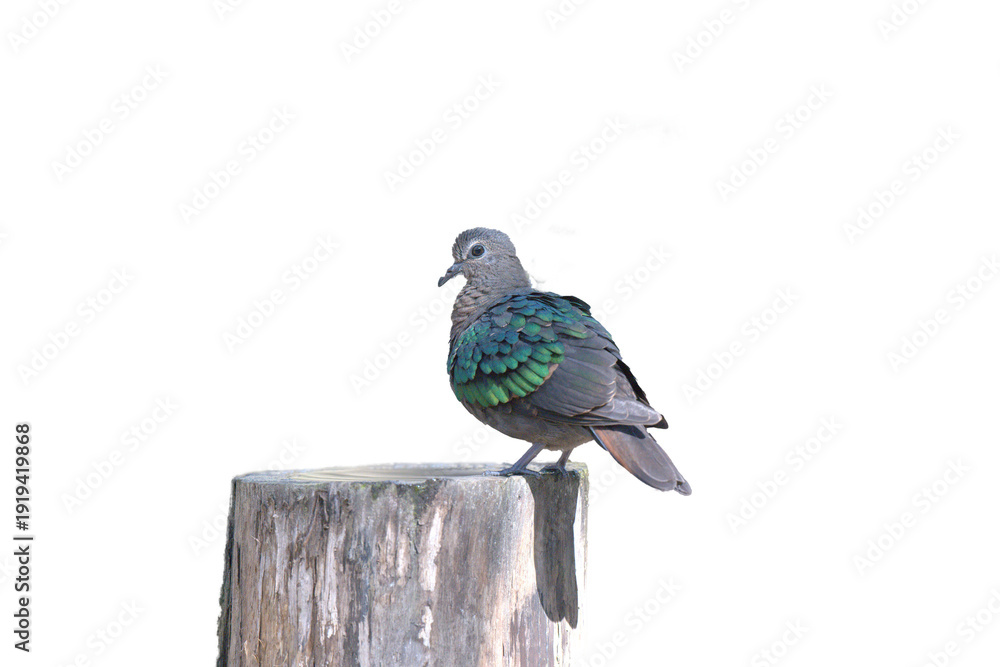 Obraz premium pigeon on white background