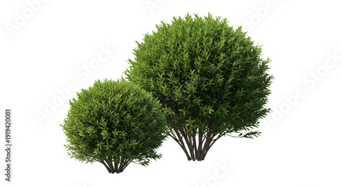 photorealistic high-angle view of two pristine, dense ornamental green bushes (one large behind a smaller one) isolated on a transparent background with soft shadows, concept for architectural