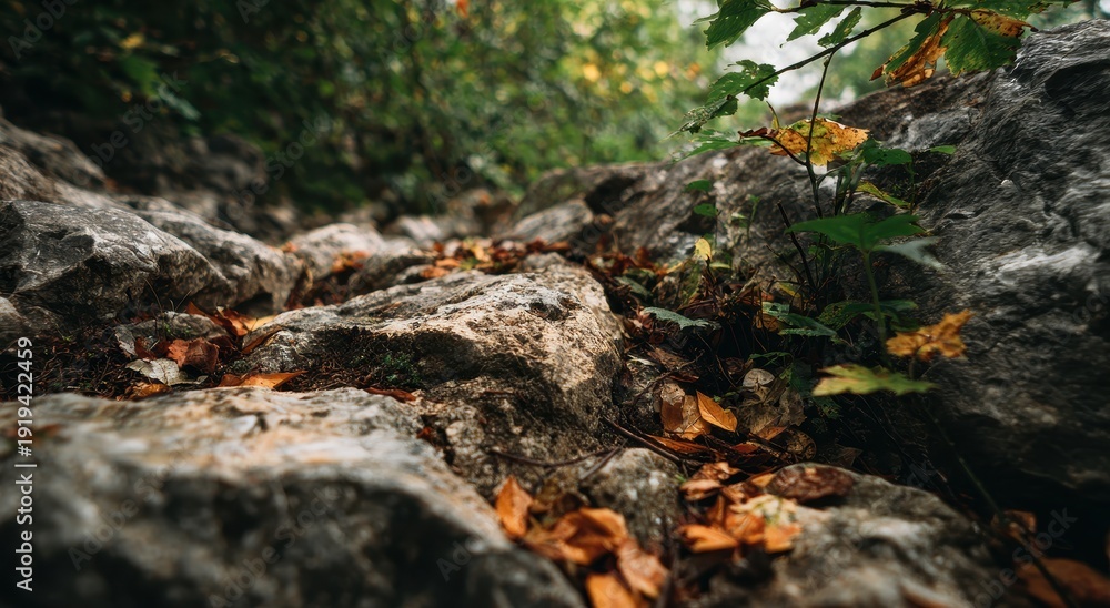 Obraz premium Autumn Forest Floor - Vibrant Leaves on Rugged Rocks, Low Angle, Dappled Sunlight.