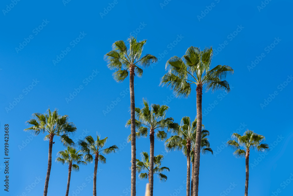 Obraz premium tropical tall African Sabal fan palms gracefully sways against blue sky, natural beauty tropics, infinity tropical background, banner for travel agencies, hotels, airlines