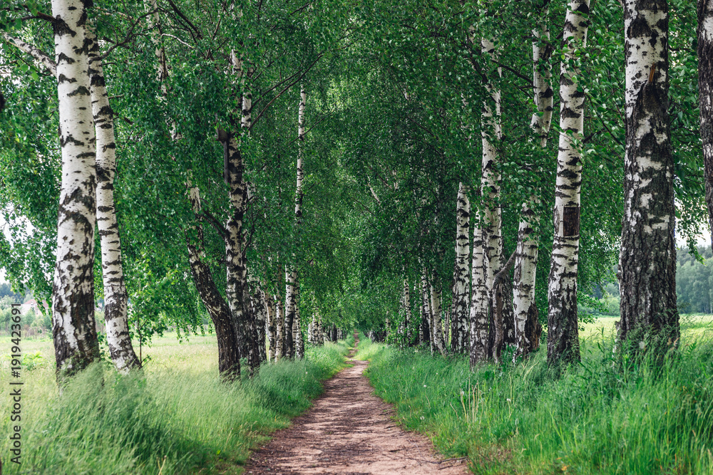 Obraz premium Scenic dirt path through a symmetric birch tree alley in a summer park