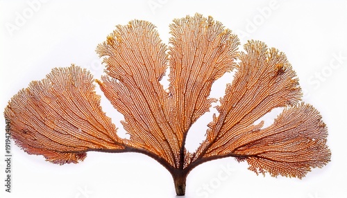 Wallpaper Mural gorgonian sea fan isolated on white background Torontodigital.ca