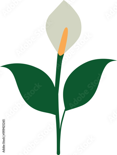 Elegant wallisii peace lily minimalist floral illustration
