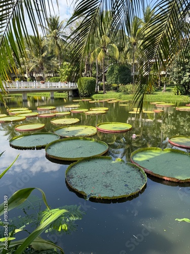 Large Lotus Plants floating in a lake 