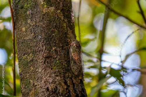giant cicada iguazu on a tree in Iguazu falls waterfalls Scenic destination