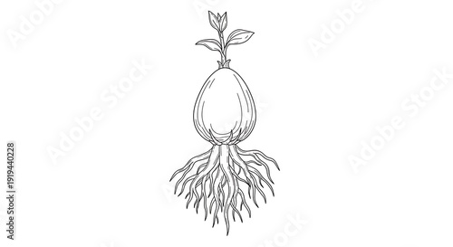 Simple black and white drawing of a bulbous plant with visible roots