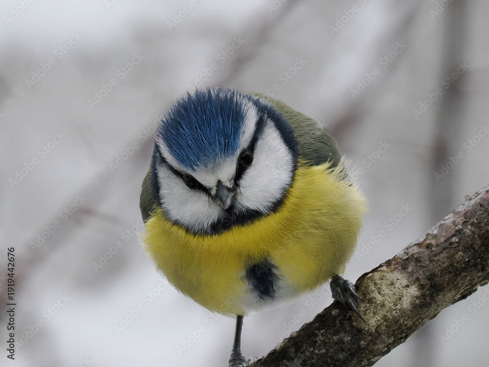 Fototapeta premium Blaumeise, Cyanistes caeruleus
