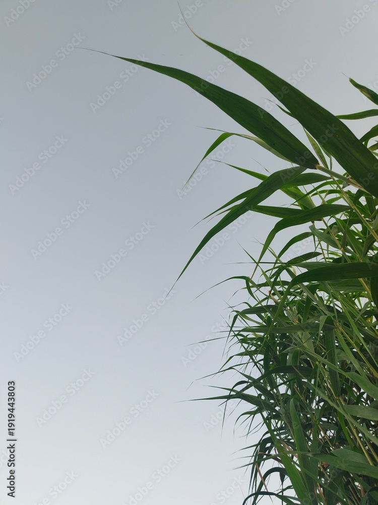 Obraz premium Green reed leaves against clear sky, minimal nature background, fresh botanical wallpaper
