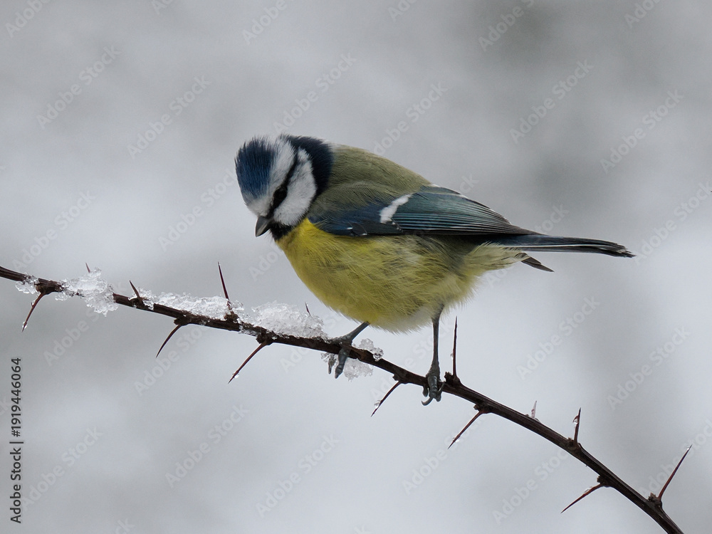 Naklejka premium Blaumeise, Cyanistes caeruleus