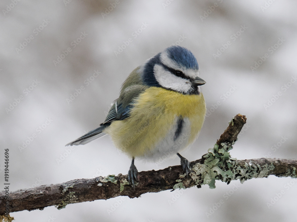 Fototapeta premium Blaumeise, Cyanistes caeruleus