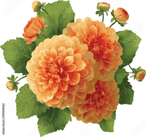 Red and yellow dahlia. Dahlia ball-barbarry flowers with green leaves and buds vector art of white background