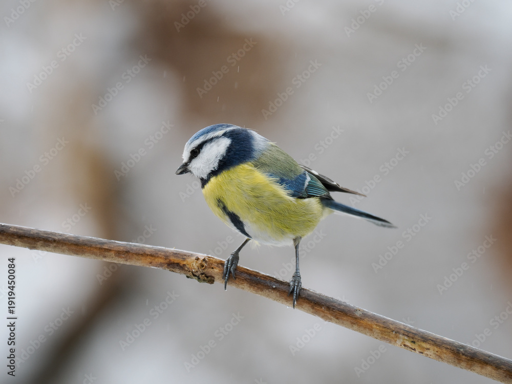Naklejka premium Blaumeise, Cyanistes caeruleus