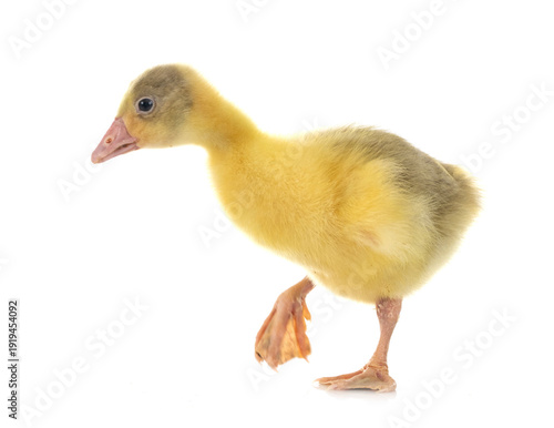 Foto gosling in studio