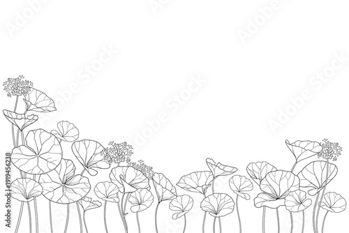 Bunch of outline Centella (asiatic pennywort) or gotu kola flower and leaves in black isolated on white background. 