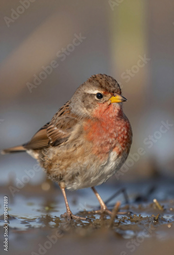 compact diminutive bird head breast feathers set blur wetland vegetation warm morning