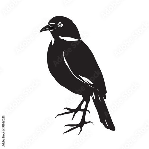 Common Myna Bird Silhouette Illustration Isolated on White Background