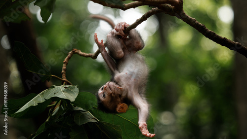 Canvas Print Little monkey kid hanging upside down on the tree in the sacred forest in Ubud B