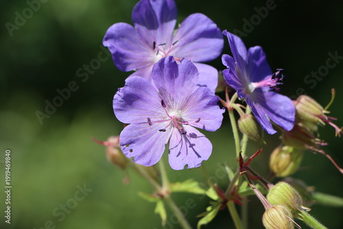 Photos Geranium pratense (meadow cranesbill) growing in a meadow
