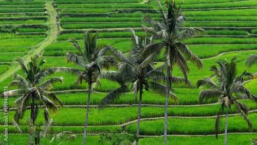 Fotografie Jatiluwih rice terraces and palm trees on Bali