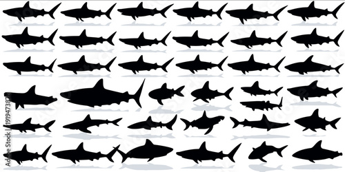 Shark outline vector art Featuring Sharks dark outlines of great white hammerhead tiger bull sharks Perfect for marine oceanic sea life summer theme
