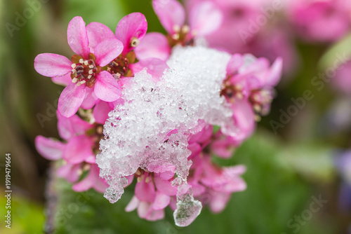Young pink garden flowers are attacked by sudden snow in early spring April