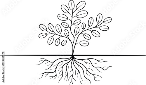 A minimalist black and white illustration of a plant with a strong root system, symbolizing growth and stability