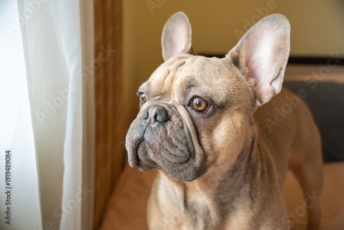 Close-up of a cute fawn French Bulldog looking curiously out of a window with soft natural light and a blurred interior background