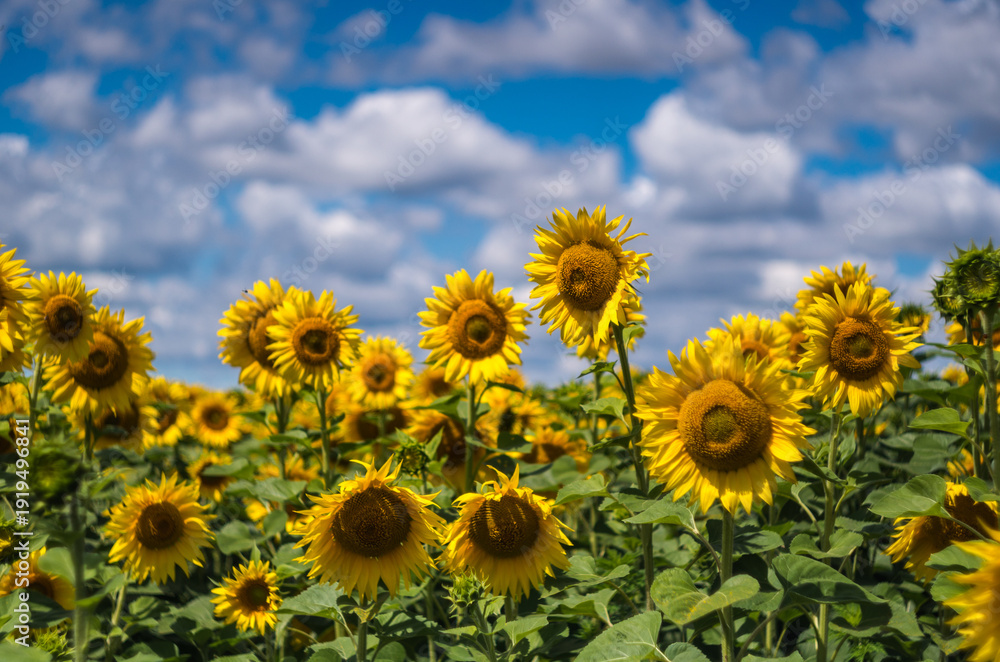 Ταπετσαρία Sunflowers near Poltava, Ukraine in July