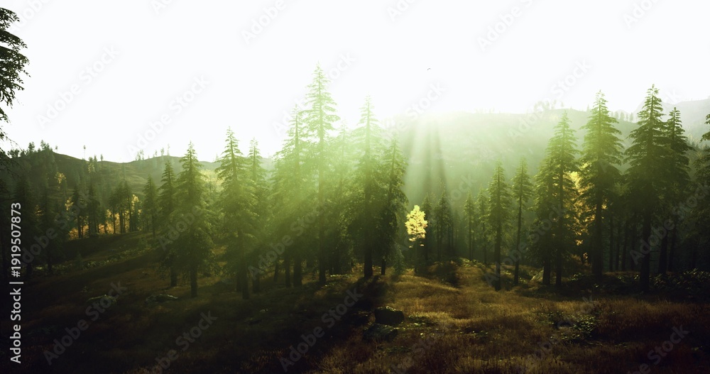 Ταπετσαρία Misty morning light bathes pine clearing, dewy meadow glowing with soft rays and fresh atmosphere, perfect for wellness campaigns and eco travel ads