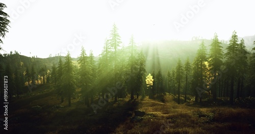 фотографія Misty morning light bathes pine clearing, dewy meadow glowing with soft rays and fresh atmosphere, perfect for wellness campaigns and eco travel ads